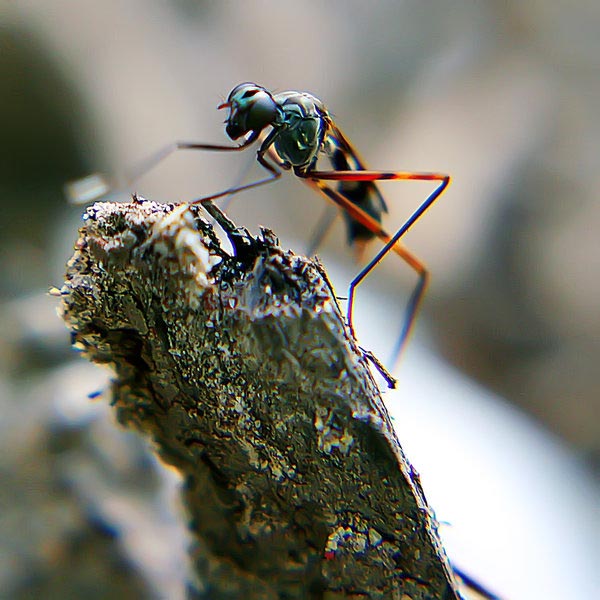 insect photography 