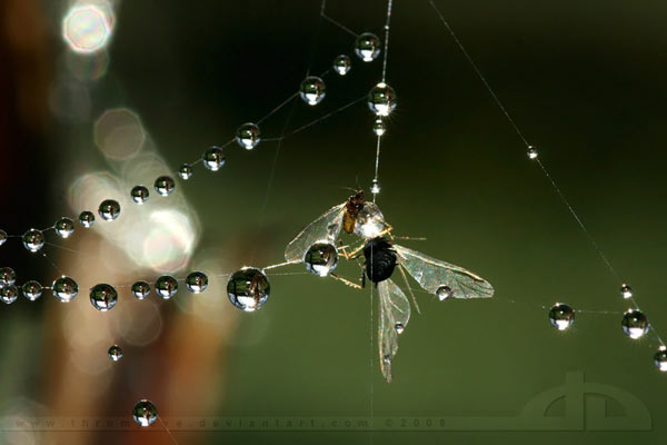 fly and bee photography 