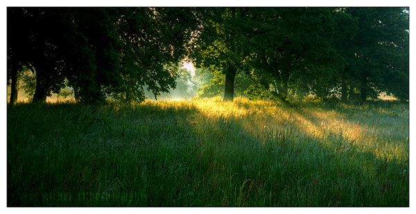 the forgotten by werol Ultimate Nature Photography Collection   you love!