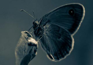 20 Spectacular Examples of Insect Photography
