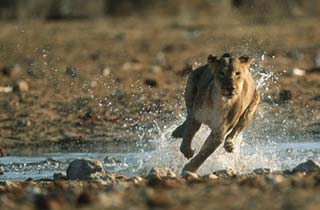 Wildlife Photos – Marvelous Examples of Killer Instinct