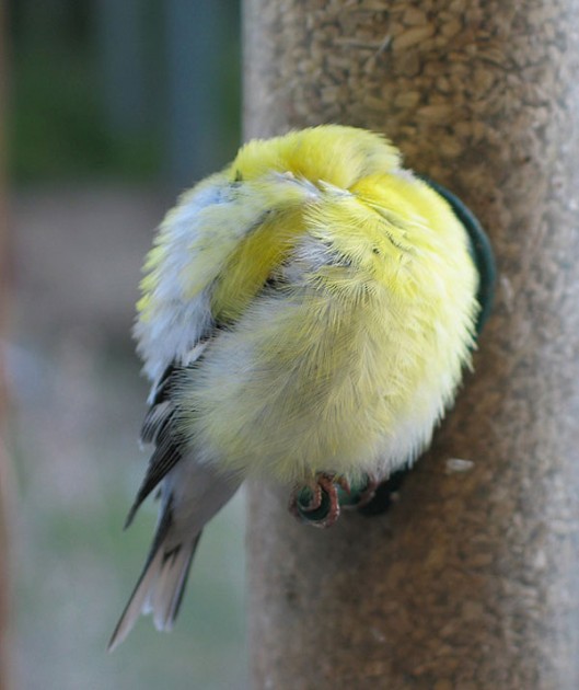 [عکس: bird-sleeping-529x630.jpg]