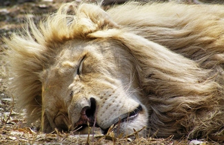 Photography of Cute Snoozing Animals
