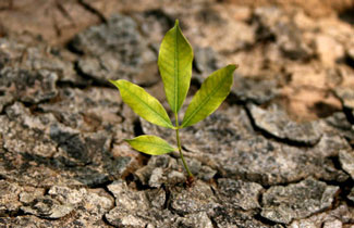 Hope – Captivating Minimalist Plant Photos