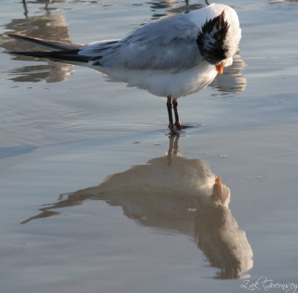 Reflection Of Beautiful Bird