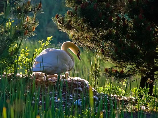 [عکس: Swans-in-the-Spring.jpg]