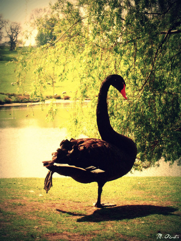 fascinating bird photos by great photographers microsoft word 13 free download