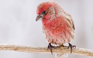 Fascinating Bird Photos by Great Photographers