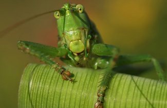 Mind Blowing Insect Photography and Professional Tips