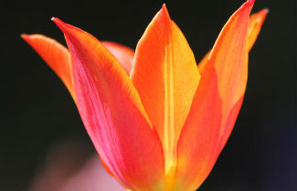 Heart Touching Collection of Flower Photography