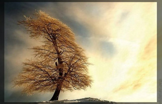 Trees Make it Beautiful – Pictures