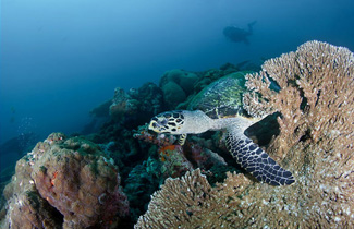 Marvelous Marine Life Photography