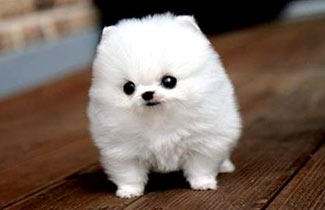 Cutest Puppy Pictures and Pet Photography Tips