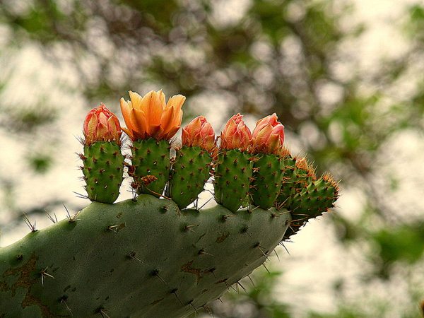 [عکس: Cactus-Flowers.jpg]