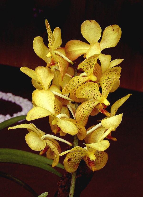[عکس: Wild-Bhutan-Yellow-Orchid.jpg]