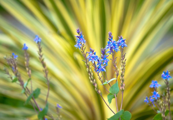 [عکس: Wild-Blue-Flowers-against-the-Natured-Stripes.jpg]