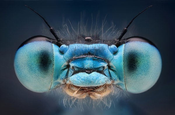 eyes of insects in macro photography 