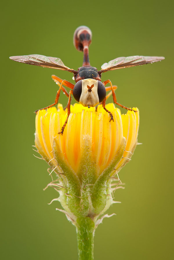 adorable photography of macro insects 