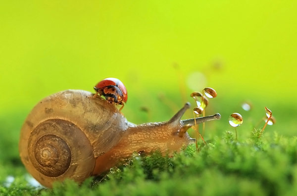 nature in macro photography 
