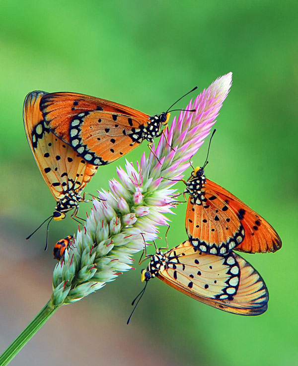 amazing butterflies photography 