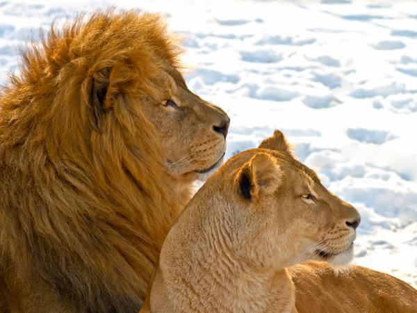 [عکس: Lion-couple-in-the-snow.jpg]