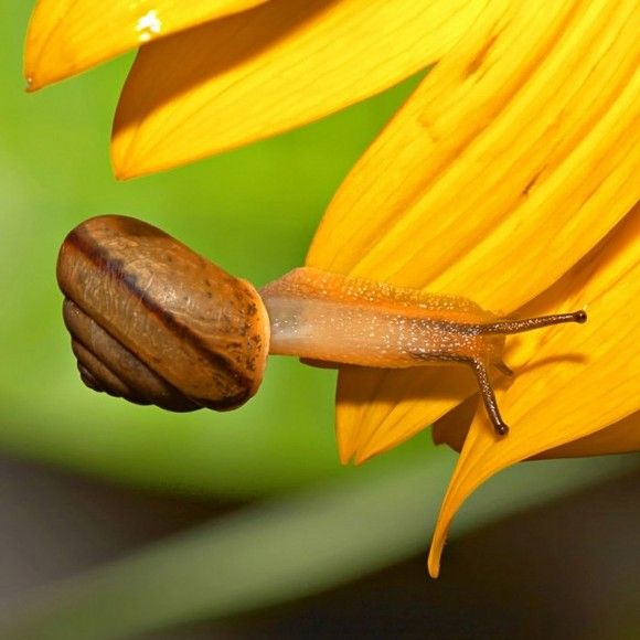 climbing snail snail climbing