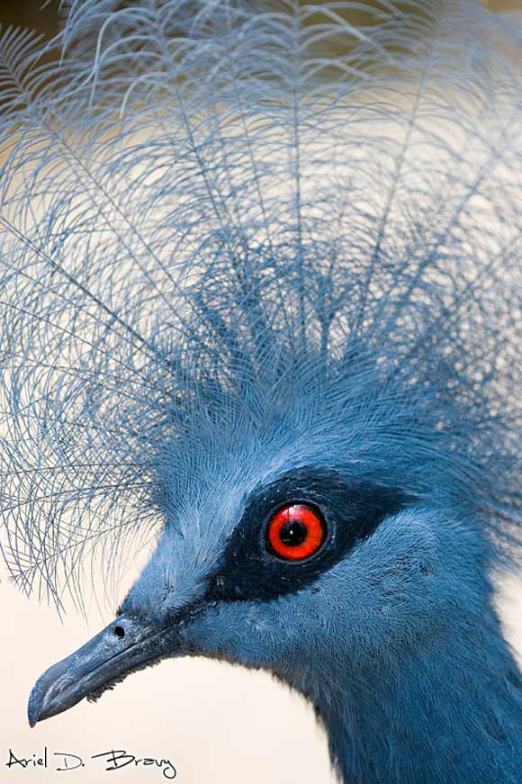 Blue Crested bird