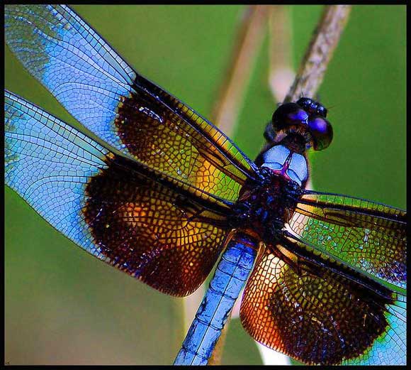 Blue Dragonfly Krikit