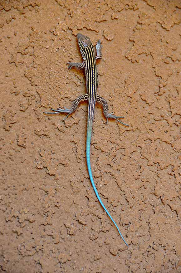 Blue Tailed Skink at dry land. 