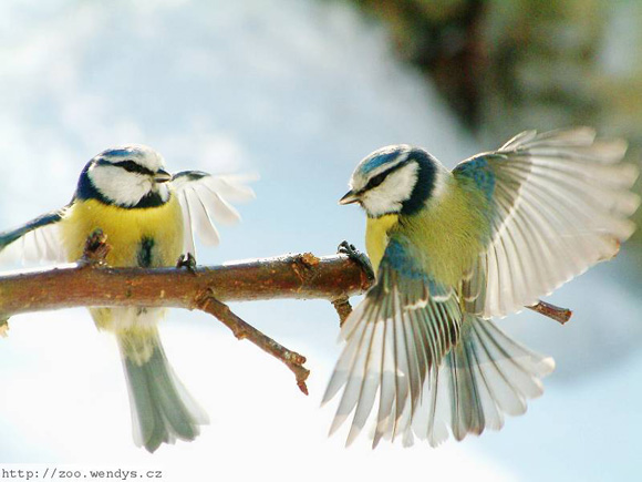 Blue Tit is an amazing pet-able bird. 