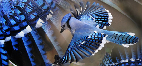 Blue Jay Medicine. The most beautiful blue bird on the planet. 