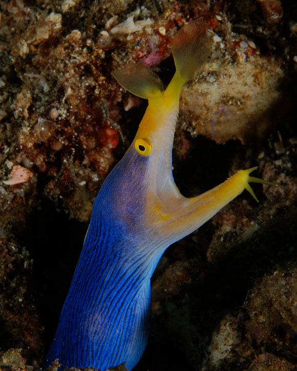 Blue Ribbon Eel in the ocean waters. 