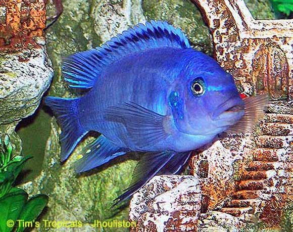 Cobalt Blue Zebra Cichlid in an Aquarium.