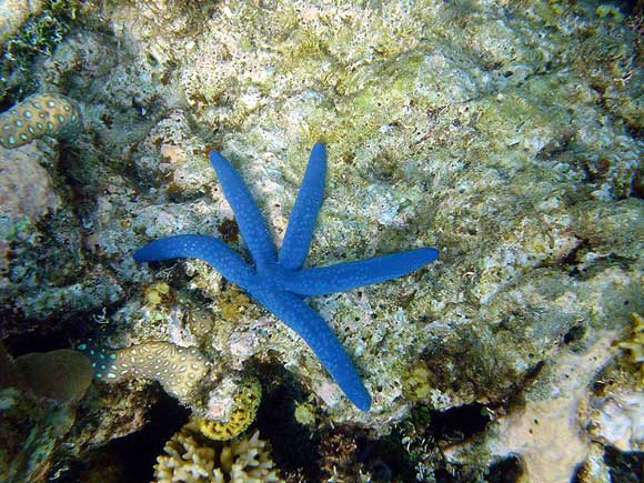 Dazzling Blue Starfish