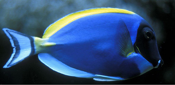 The fish of Finding Nemo. Yellow Belly Blue Tang.