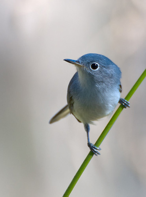 Gnat catcher is a tiny blue bird.