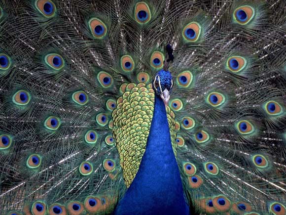 Blue Peacock is found in Pakistan, India and Sri Lanka. 