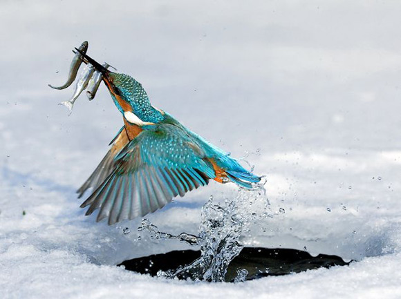 Kingfisher common bird in the atlantic regions.