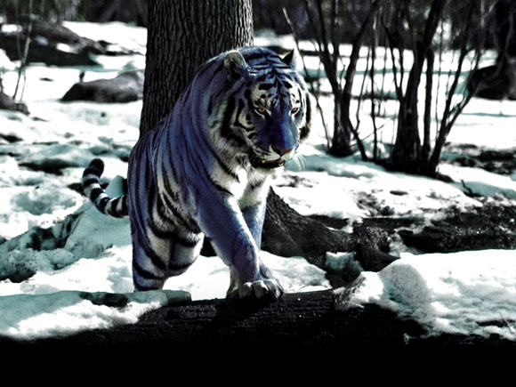 Maltese Tiger is one of the rarest species of predators in blue colour.