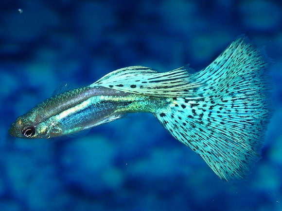 Neon Blue Guppy Blue Fish is a Tropical Fish. 