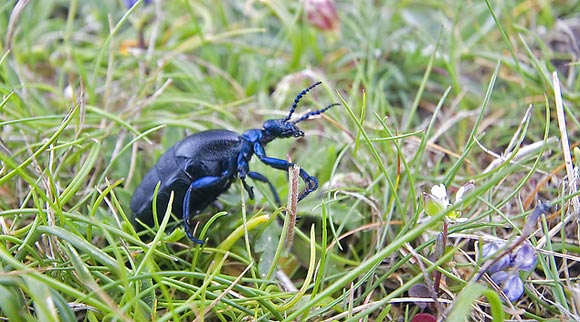 Oil Beetle is a Blue Insect