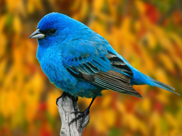 Otife Blue Bird in Autumn.