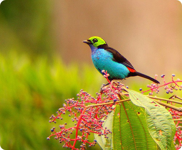 Paradise Tanagra is tiny but very beautiful blue bird. 