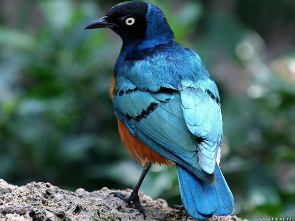 Spectacular Starling. A blue bird made to fascinate.