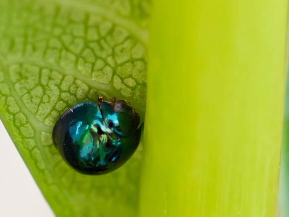 Steel blue Ladybird