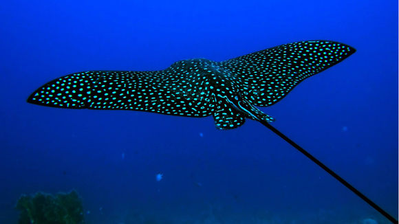 Blue Spotted Sting Ray in the ocean. 