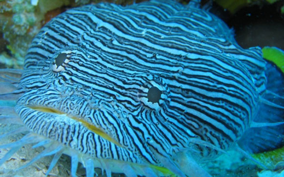 Toadfish