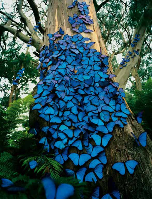 Blue Butterfly collection on a tree