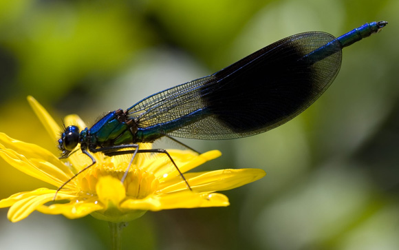 Blue Damselfly is a rare insect. 
