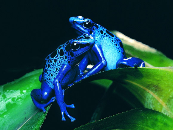 Blue Frogs animals blue colorful frogs nature.